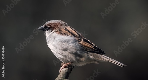 Sparrows in their natural environment © TaliZorah