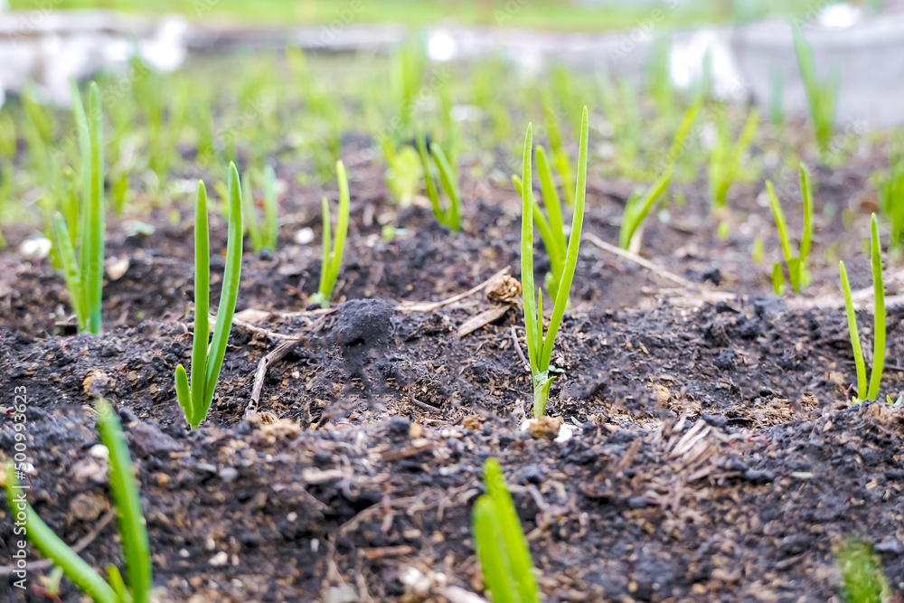Onion shoots in the garden. Young fresh onion feathers that grow in the garden. High quality photo Onion shoots in the garden. Young fresh onion feathers that grow in the garden. High quality photo