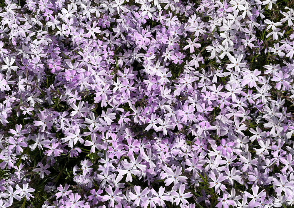 flowering blue violet creeping phlox - mountain phlox - moss phlox (Phlox subulata)