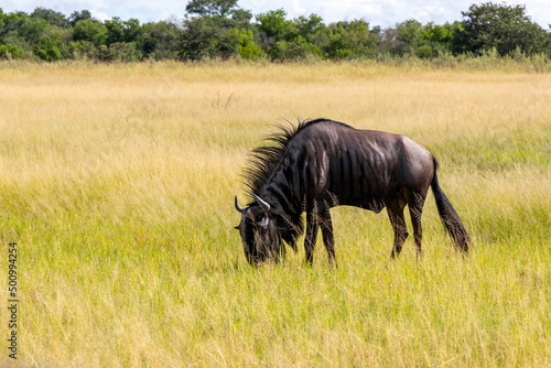 Photography Wilde Beest