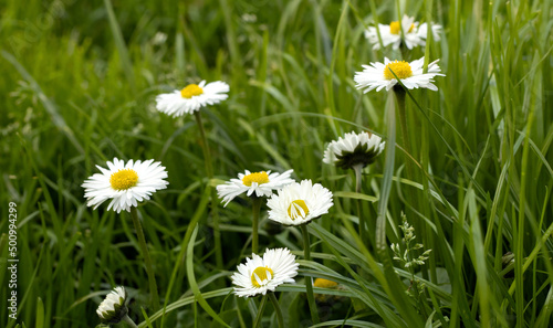 Bellis Perennis. Daisy flowers on a meadow in spring.