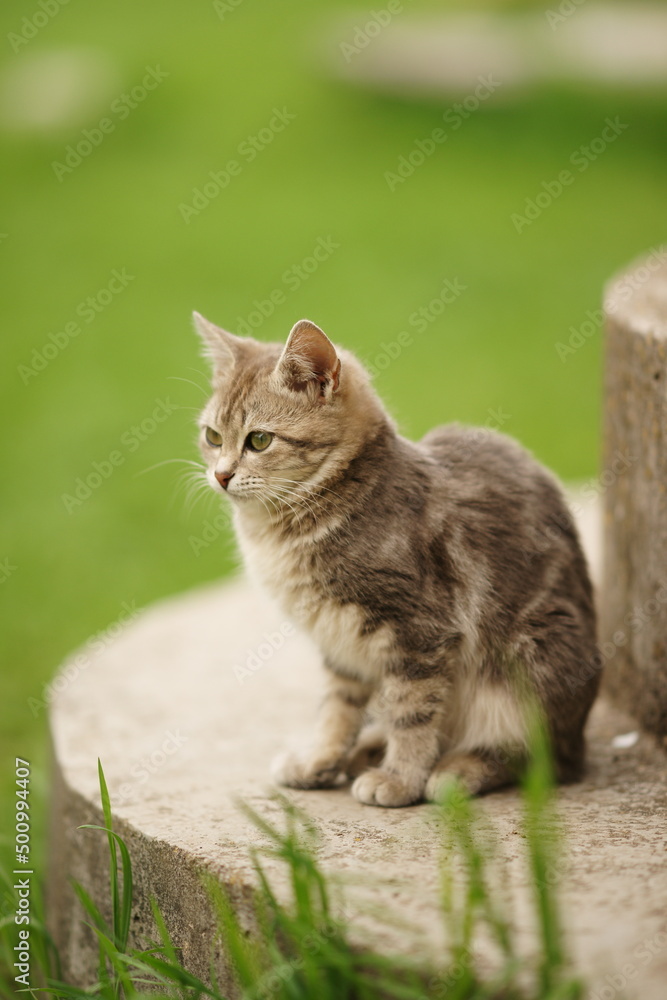 Lovely tortoiseshell cat sits on a step among green grass in a spring garden