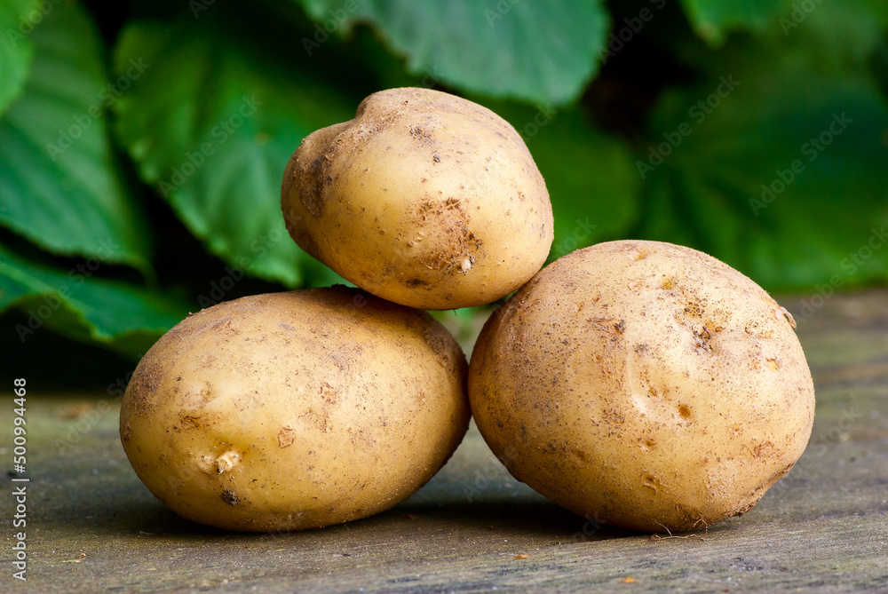 Three gathered new potatoes outdoors with green leaves as background in summer. Three gathered new potatoes outdoors with green leaves as background in summer.