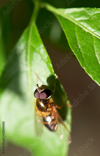 Bee on leaf © Costache Sabin
