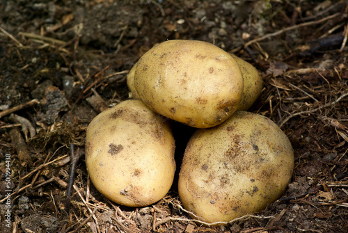 Heap of gathered new potatoes in vegetable garden in summer.