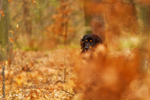 black and gold Hovie dog hovawart almost disappearing in the forest among the colourful oak leaves
