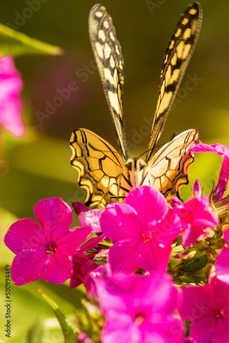 Full face portrait of a butterfly on a pink flower