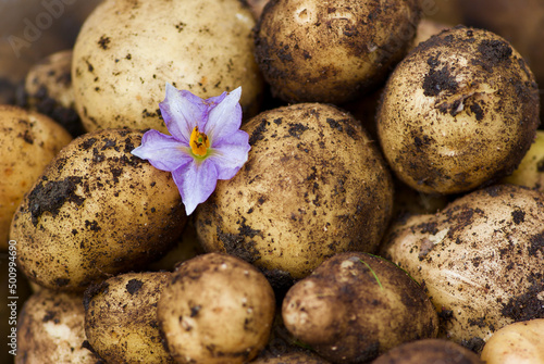 Heap of gathered new potatoes with purple potato flower in summer.