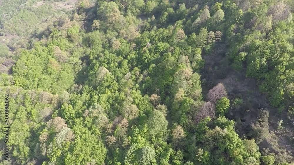 aerial green forest aerial green forest