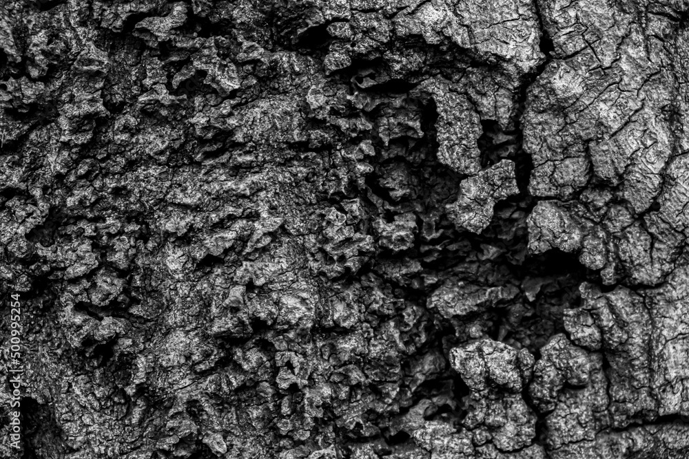 Tree Bark Close Up B&W Tree Bark Close Up B&W