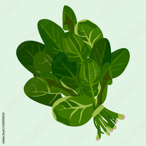 bunch of spinach. Flat design vector illustration of bunch of spinach on green background