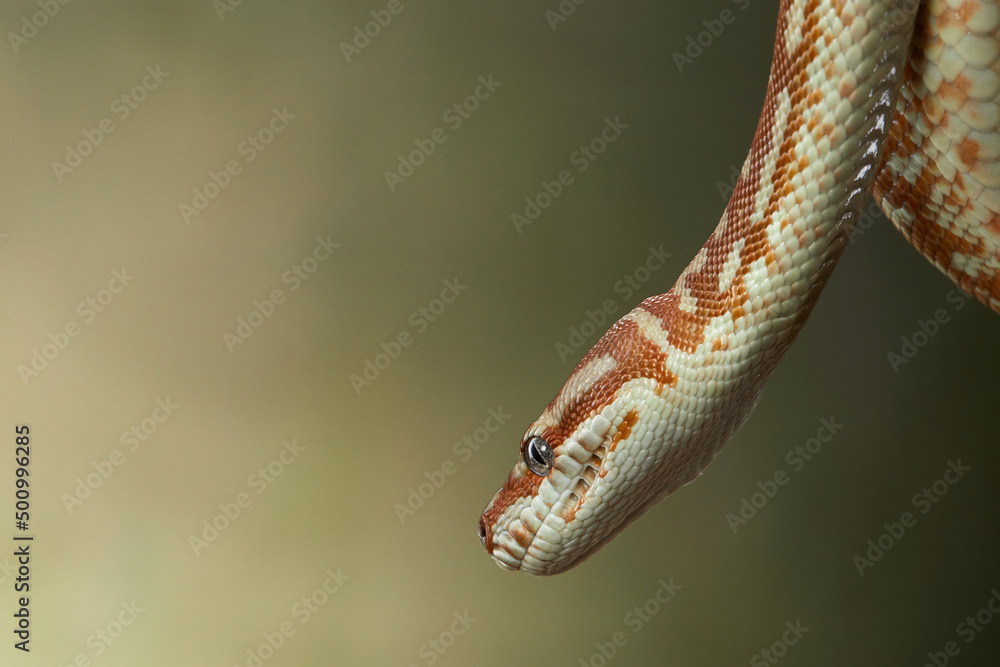Fototapeta premium snake on a green background. Carpet python. Animal in the studio