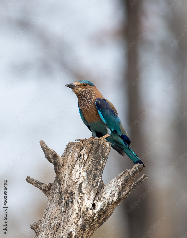 Indian Roller sitting on a tree with the nice soft background Indian Roller sitting on a tree with the nice soft background