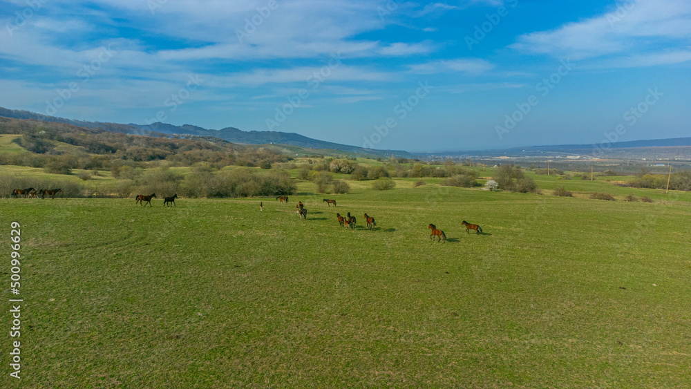 Obraz premium Shooting from a drone. Shooting from a quadcopter. View from above. Horses run through meadows in nature fields. Shooting from above. Horses run across the green fields. They graze in the field.