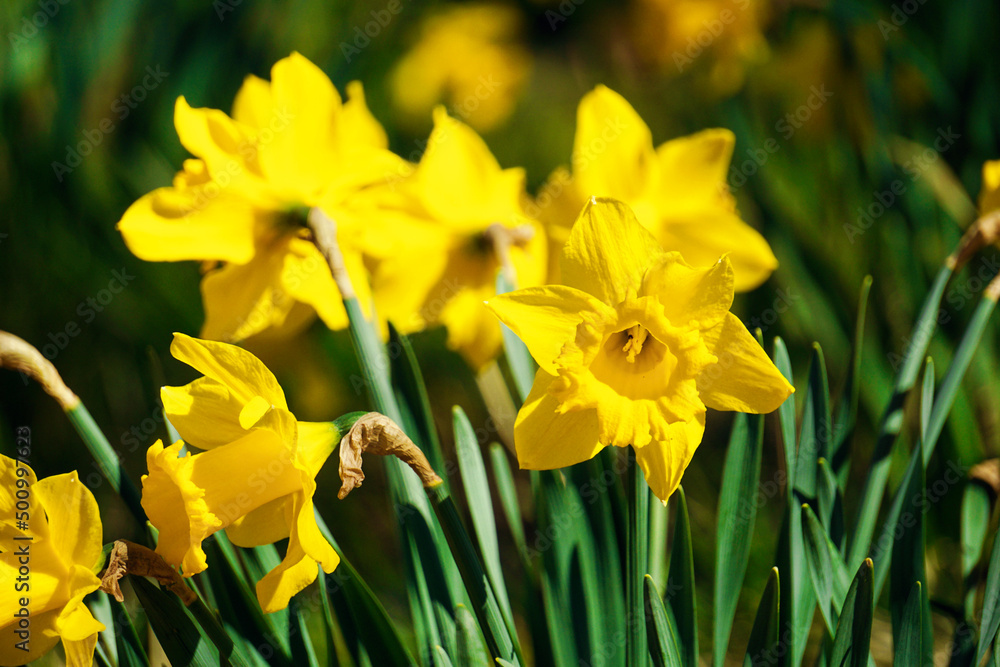 Yellow daffodils flowers, defocused background Yellow daffodils flowers, defocused background
