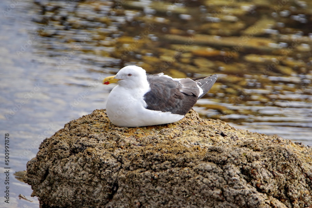 Kelp gull (Larus dominicanus) on a rock in the bay in Stanley, Falkland Islands Kelp gull (Larus dominicanus) on a rock in the bay in Stanley, Falkland Islands
