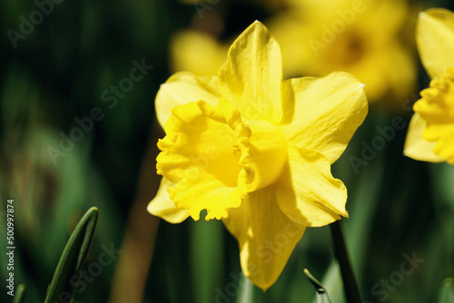 Yellow daffodils flower, defocused background