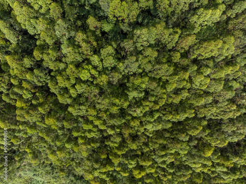 Pine forest seen from above © Rodrigo