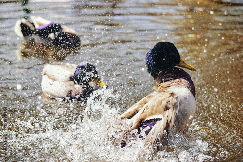 Fotografia Duck splashing water in pond