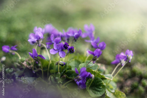Fiołki. Marzycielski, artystyczny obraz fioletowych, niebieskich kwiatów wczesnowiosennych w ciepłe ale pochmurne popołudniowe. 
