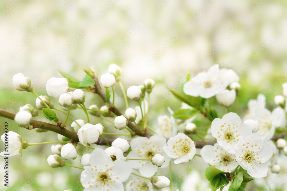 Beautiful branches of blossoming cherries. Beautiful abstract spring background. Copy space Beautiful branches of blossoming cherries. Beautiful abstract spring background. Copy space