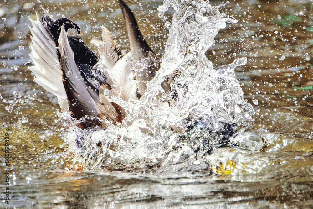 Fototapeta premium Duck diving in pond, splashed water