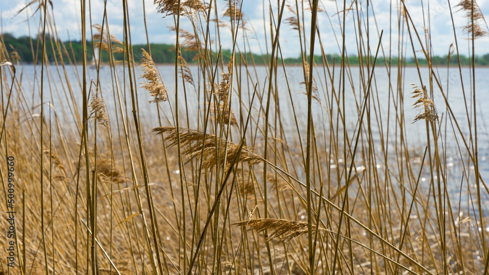 Obraz premium trzciny i widok na jezioro