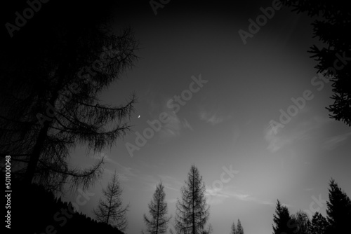 gloom of the night sky with side trees