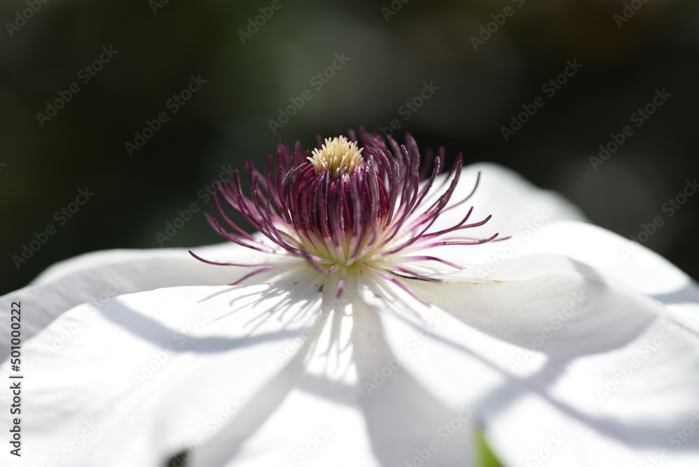 Clematis flowers. Lanunculaceae perennial toxic vine. The flowering