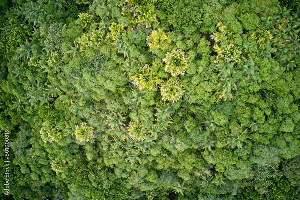 Drone field of green tree canopy and forest Praslin, Seychelles.