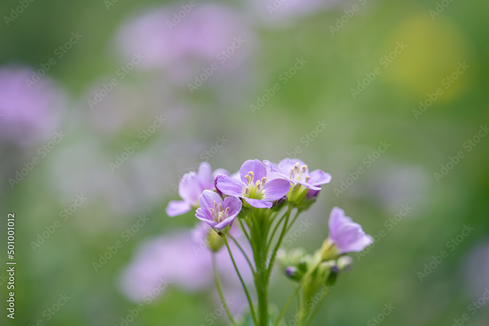 cuckoo flower purple wildflower in the meadow
