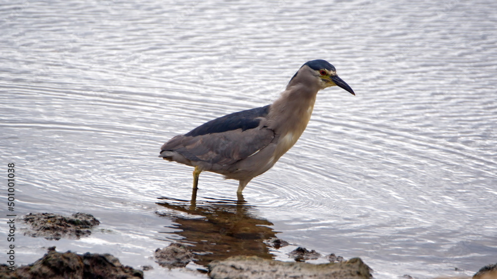 Fototapeta premium Black-crowned night heron (Nycticorax nycticorax) hunting fish in the bay in Stanley, Falkland Islands