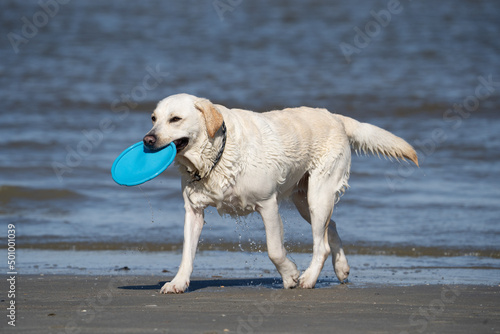 golden retriever on the beach with a frisbee in his mouth