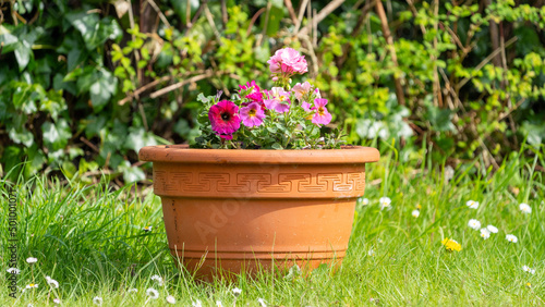 flowers in a pot