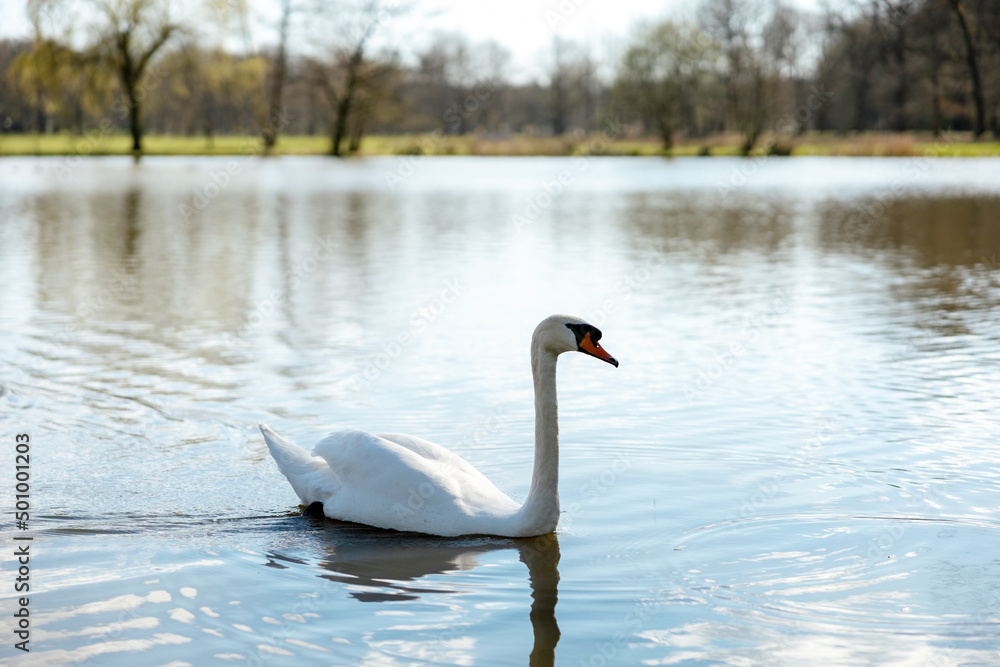 White swan in the wild. A beautiful swan swimming in the lake. Blue water, sunny weather, beauty of the nature. Cygnus olor. Close-up view. White swan in the wild. A beautiful swan swimming in the lake. Blue water, sunny weather, beauty of the nature. Cygnus olor. Close-up view.
