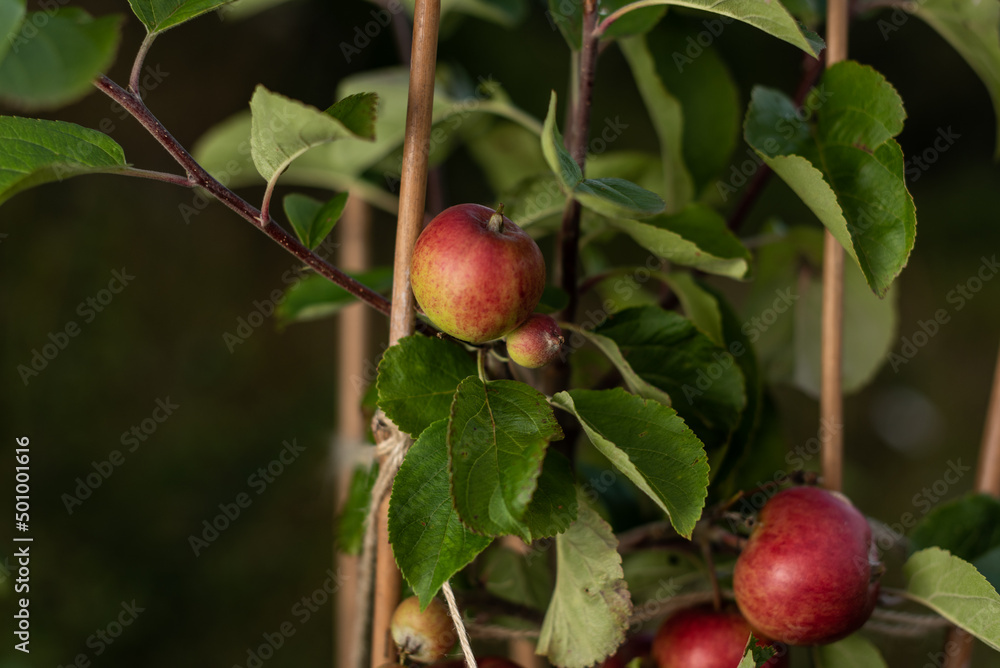 Red ripe apples hanging from a tree bransch. Red ripe apples hanging from a tree bransch.