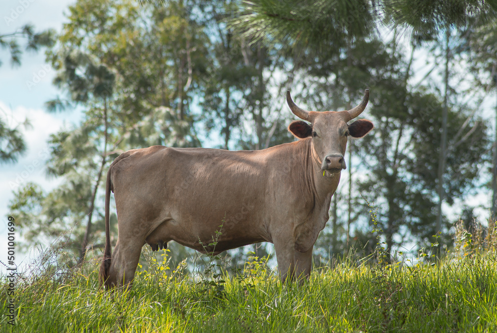 buey animal vaca cuernos buey animal vaca cuernos