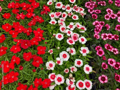 variety of dianthus flowers at the market © Juli