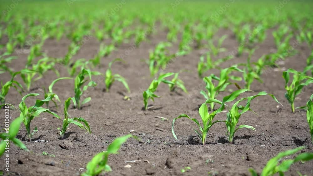 Young Corn Plants Swaying In The Wind On Fertile Soil - Slow Motion. Sun Shining On Young Maize In A Cornfield. Rows Of Green Corn On Agricultural Field. Young Corn Plants Swaying In The Wind On Fertile Soil - Slow Motion. Sun Shining On Young Maize In A Cornfield. Rows Of Green Corn On Agricultural Field.