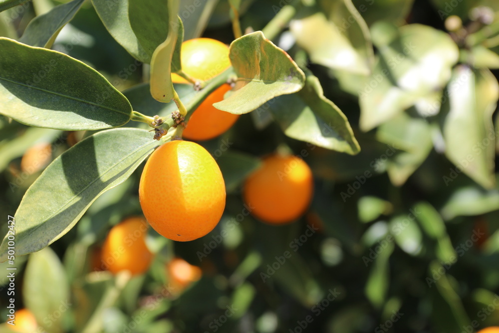 日本では昔から喉に良いとされている金柑の実です。
It is a kumquat fruit that has long been considered good for the throat in Japan.
日本では昔から喉に良いとされている金柑の実です。
It is a kumquat fruit that has long been considered good for the throat in Japan.