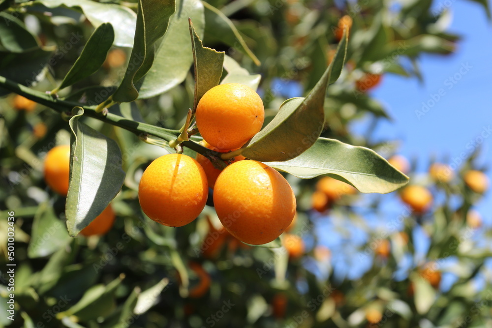 日本では昔から喉に良いとされている金柑の実です。
It is a kumquat fruit that has long been considered good for the throat in Japan. 
