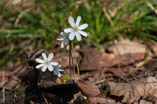 A white wildflower is one of the first to bloom this Spring in the Woods at Nathaniel Cole Park in Harpursville in Upstate NY.  White flower on ground. photo