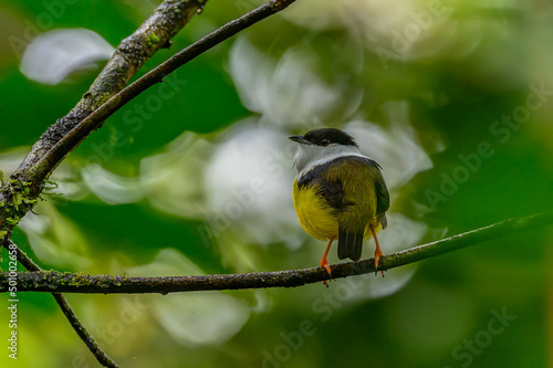 White-collared manakin (Manacus candei) is a passerine bird in the manakin family. It is a resident breeder in the tropical New World from southeastern Mexico to Costa Rica photo