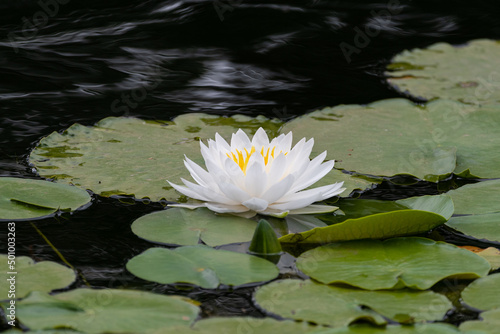 Beautiful white Water Lily blooming on lily pad covered pond
