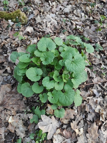 Alliaria petiolata, or garlic mustard, green, young leaves for spring, wallpaper, illustration, plant atlas