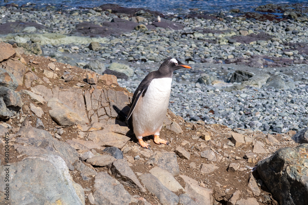 Fototapeta premium Antarctica gentoo penguins on the snow ground and cold water