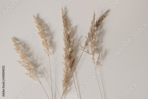 Close-up of beautiful dry grass bouquet. Festuca plant. Botanical texture. Beige wall, table background. Floral decoration. Natural detail. Feminine still life. Autumn, fall composition, web banner.