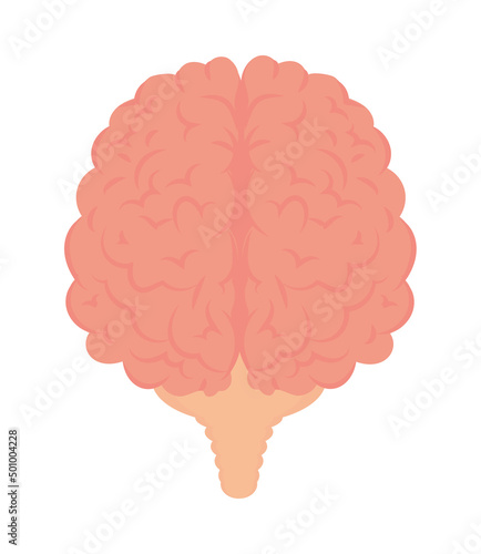 human brain organ