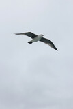 seagull, seagull in flight, 
seagull in the sky