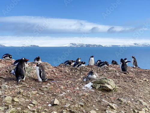 Antarctica gentoo penguins standing in their hometown